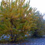 Zwarte moerbei (Morus nigra) herfstkleur